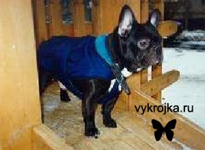 Выкройка попоны для бульдога. Выкройка попоны для бульдога.