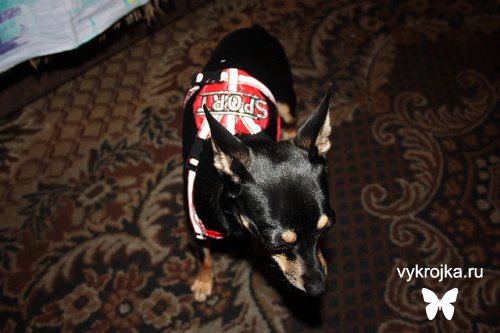 Выкройка шлейки для собаки